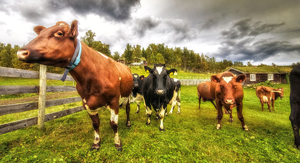 Simasvollen Diary Farm in Vingelen, Tolga. © 2015 Liell Photography